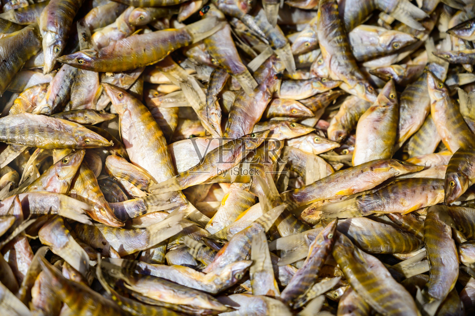 晒干鱼照片摄影图片