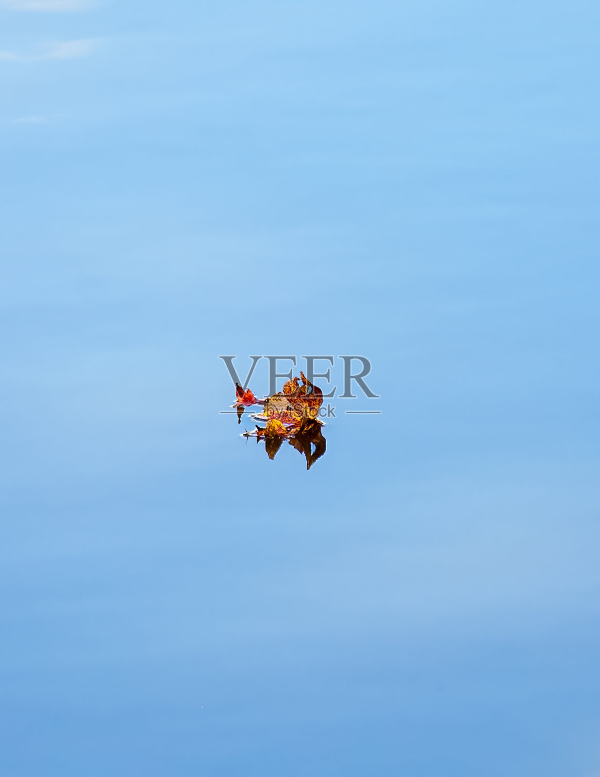 水面上的叶子照片摄影图片