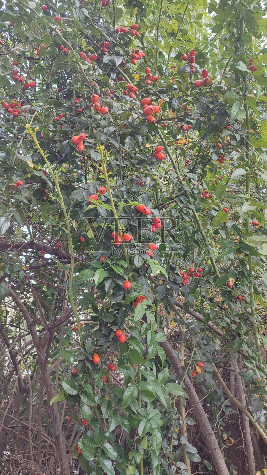 长着浆果的美丽灌木照片摄影图片