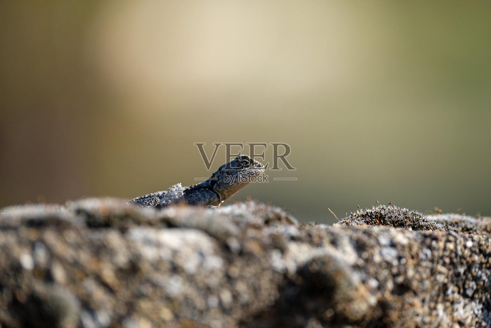 蜥蜴照片摄影图片