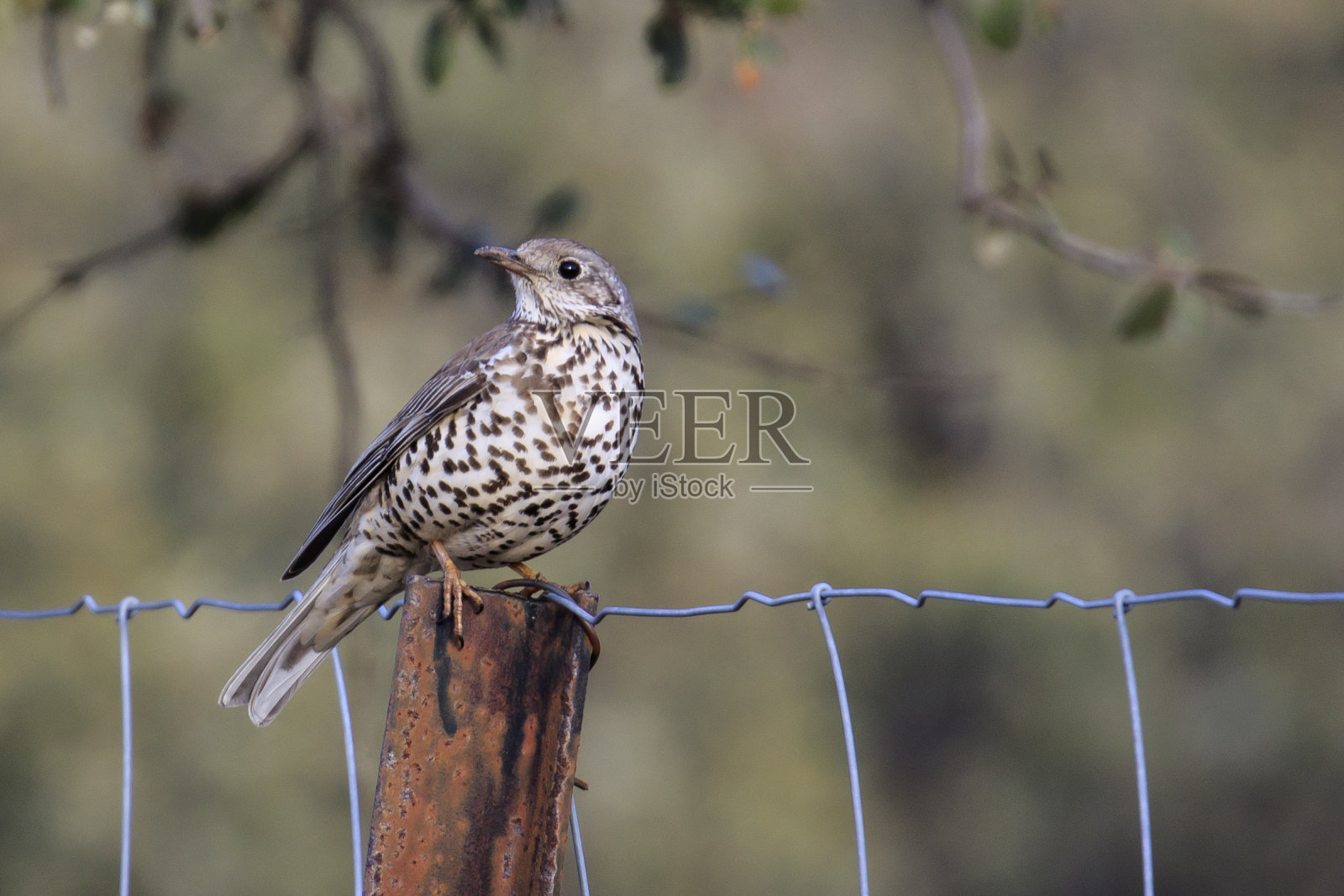 画眉;画眉照片摄影图片