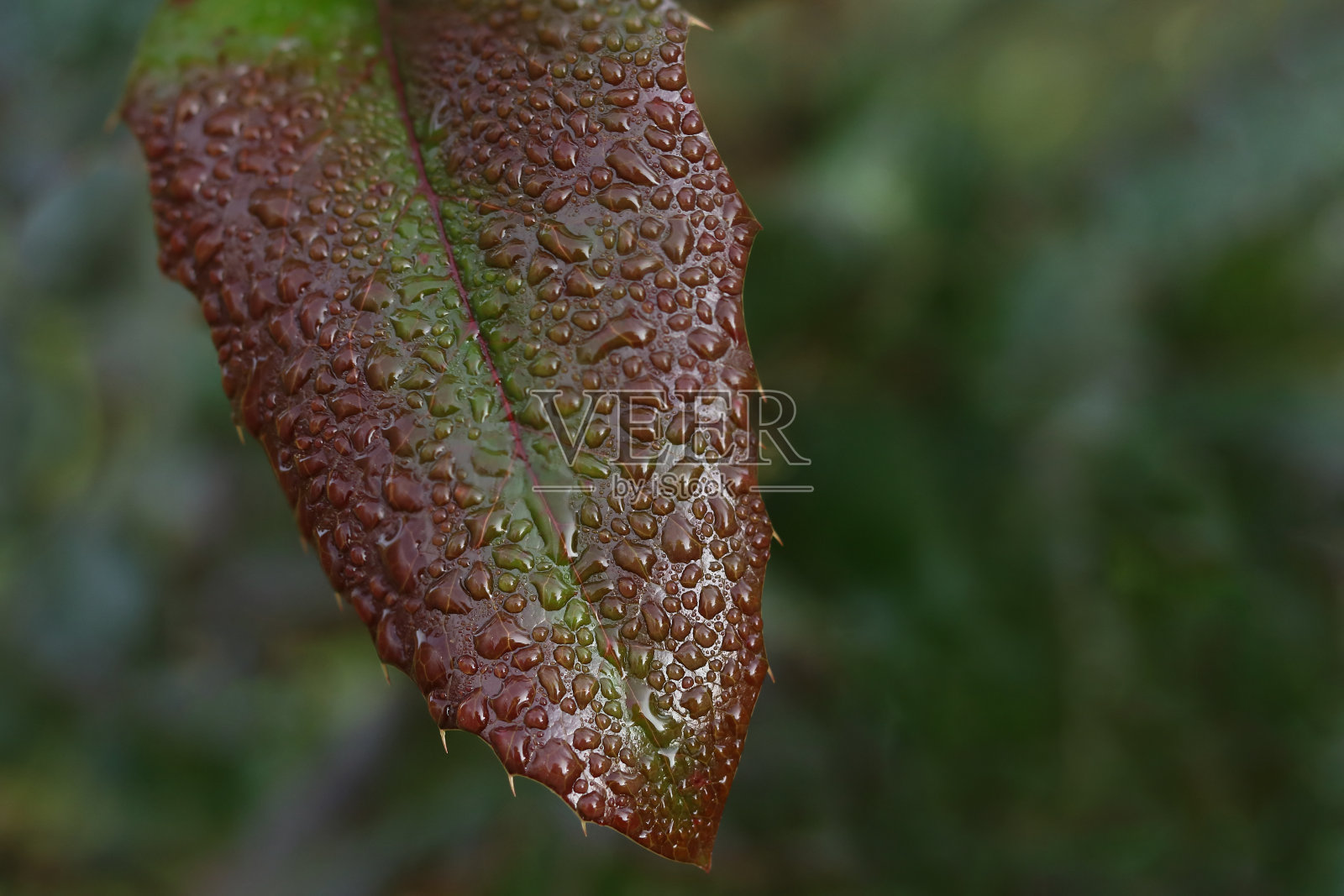 雨后叶子上的大露珠。照片摄影图片