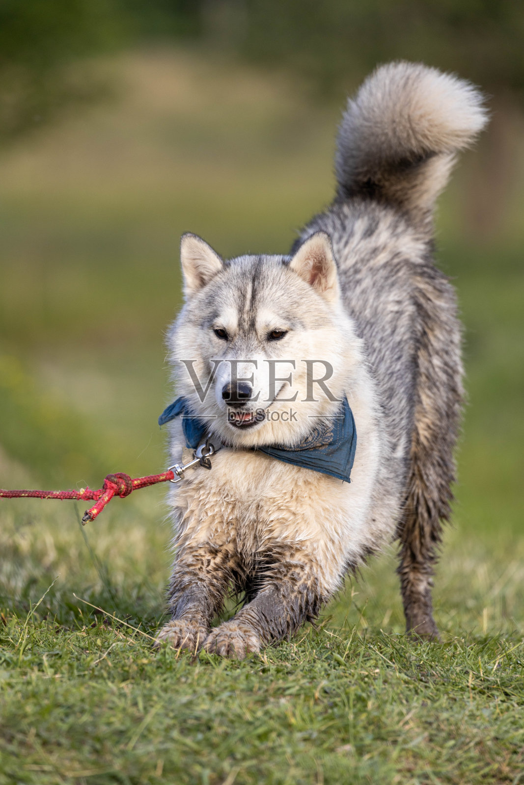 在森林里散步的西伯利亚哈士奇照片摄影图片