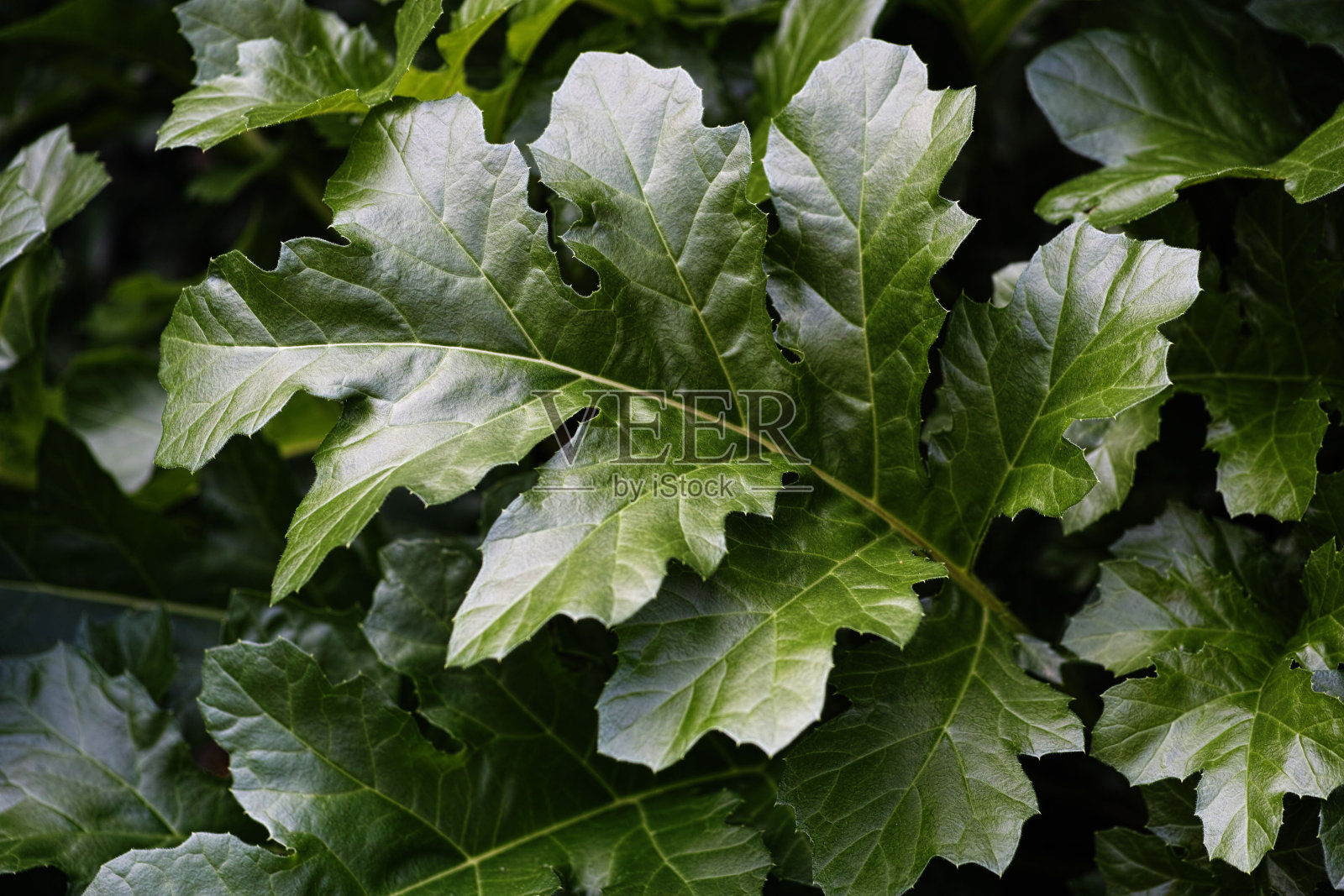 叶形装饰照片摄影图片