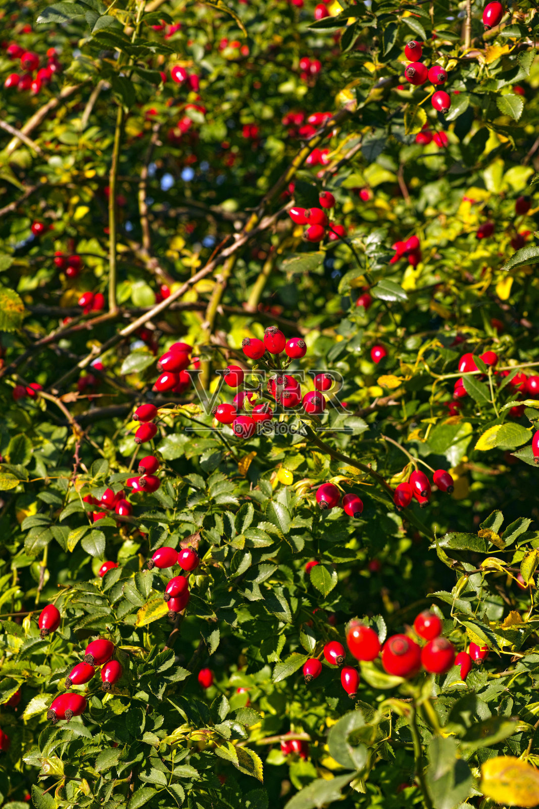 狗玫瑰的玫瑰果照片摄影图片