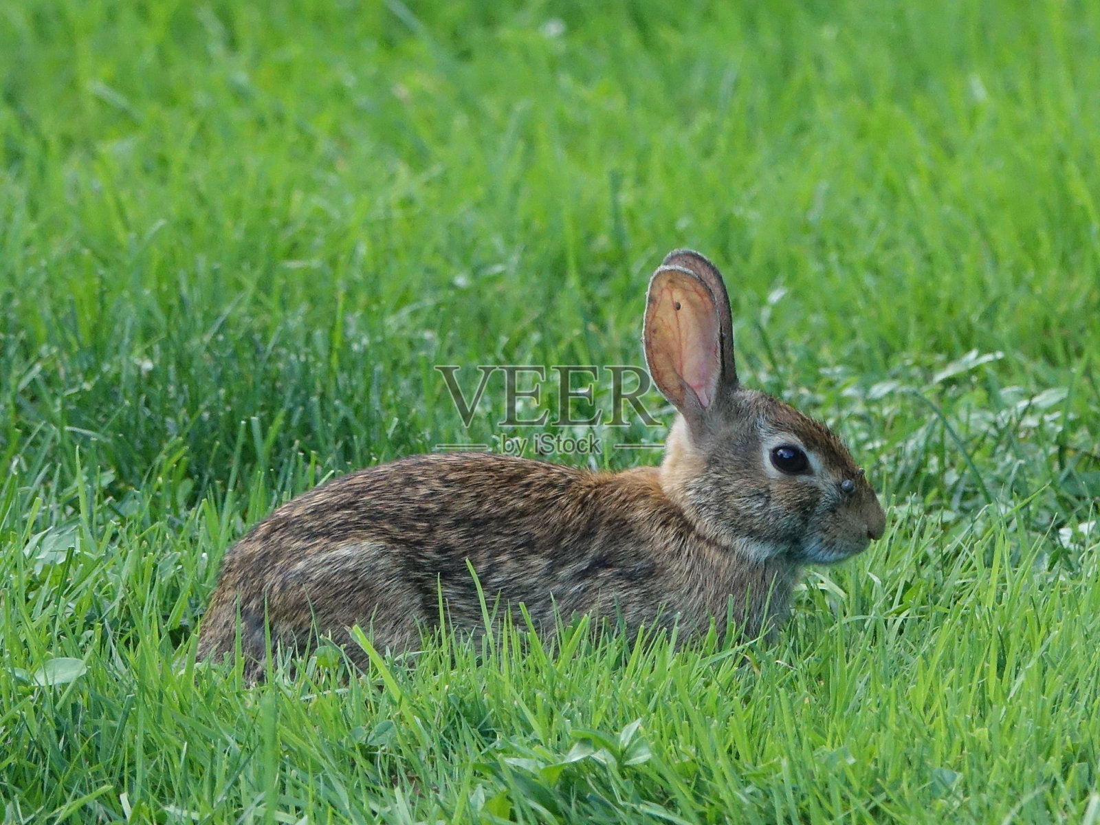 纽约植物园08-13-2016照片摄影图片