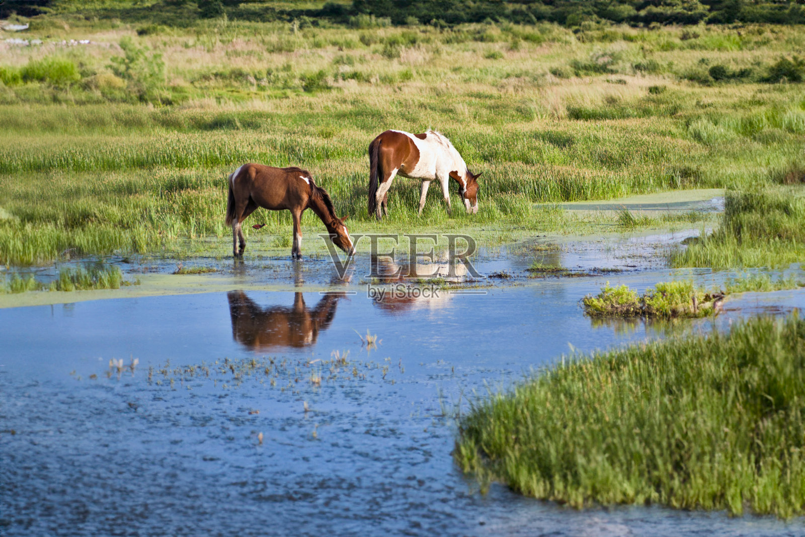 在热带野生动物保护区，马在池塘边吃草照片摄影图片