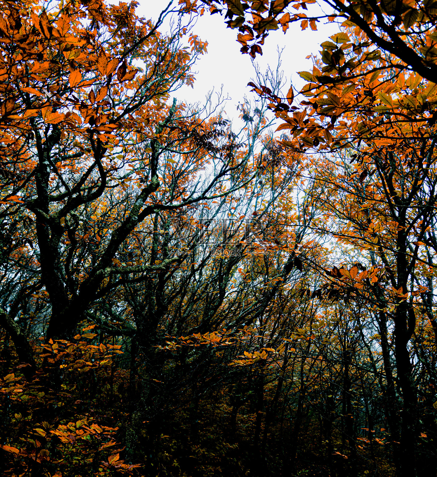 秋天的颜色照片摄影图片