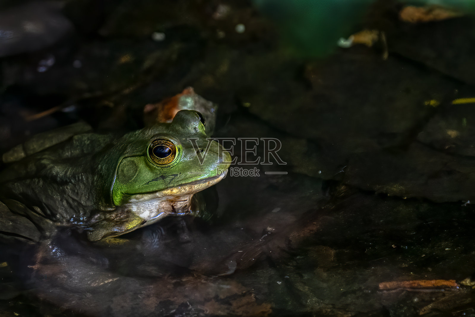 青蛙的眼睛照片摄影图片
