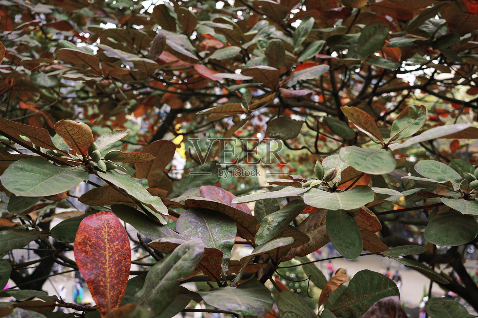 石竹叶在冬天变红的背景照片摄影图片