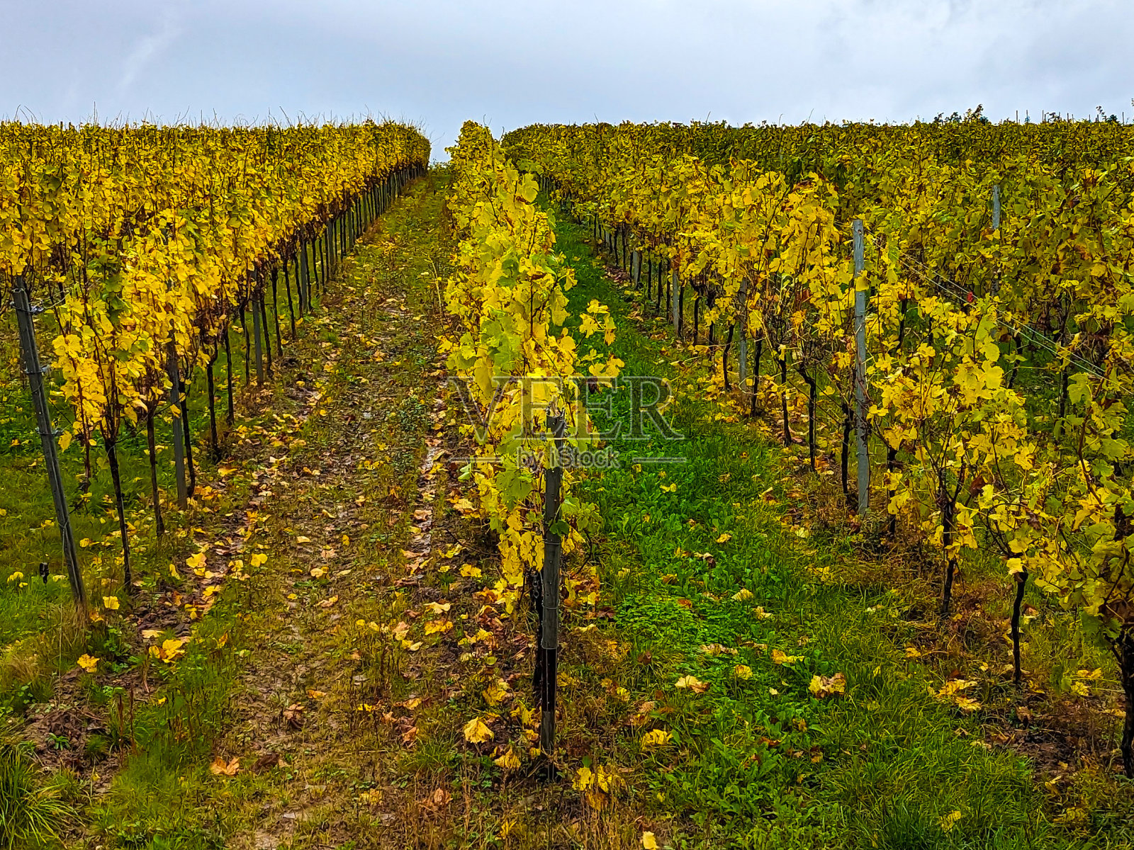 德国北莱茵-威斯特伐利亚的大面积葡萄藤种植园。照片摄影图片
