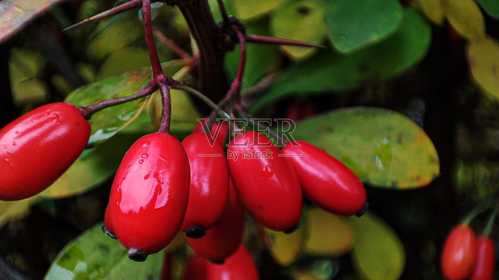 树枝上成熟的浆果。秋天的杨梅枝上有红色成熟的浆果和凋谢的叶子。照片摄影图片