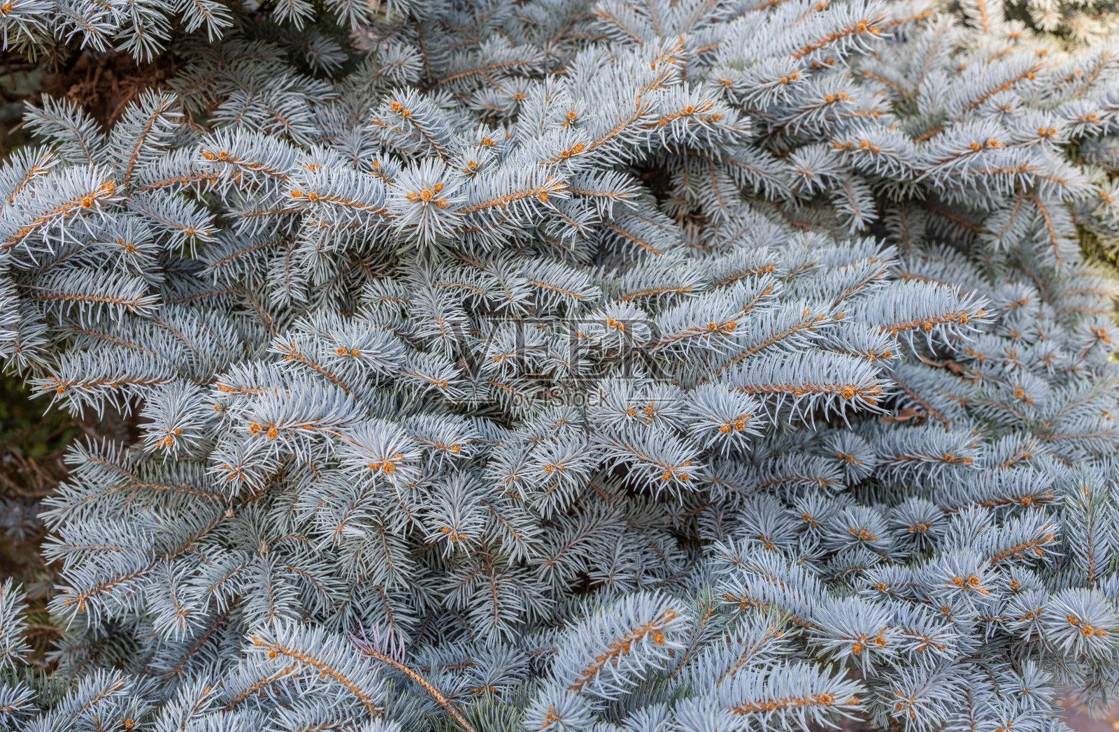 云杉树抽象纹理背景照片摄影图片