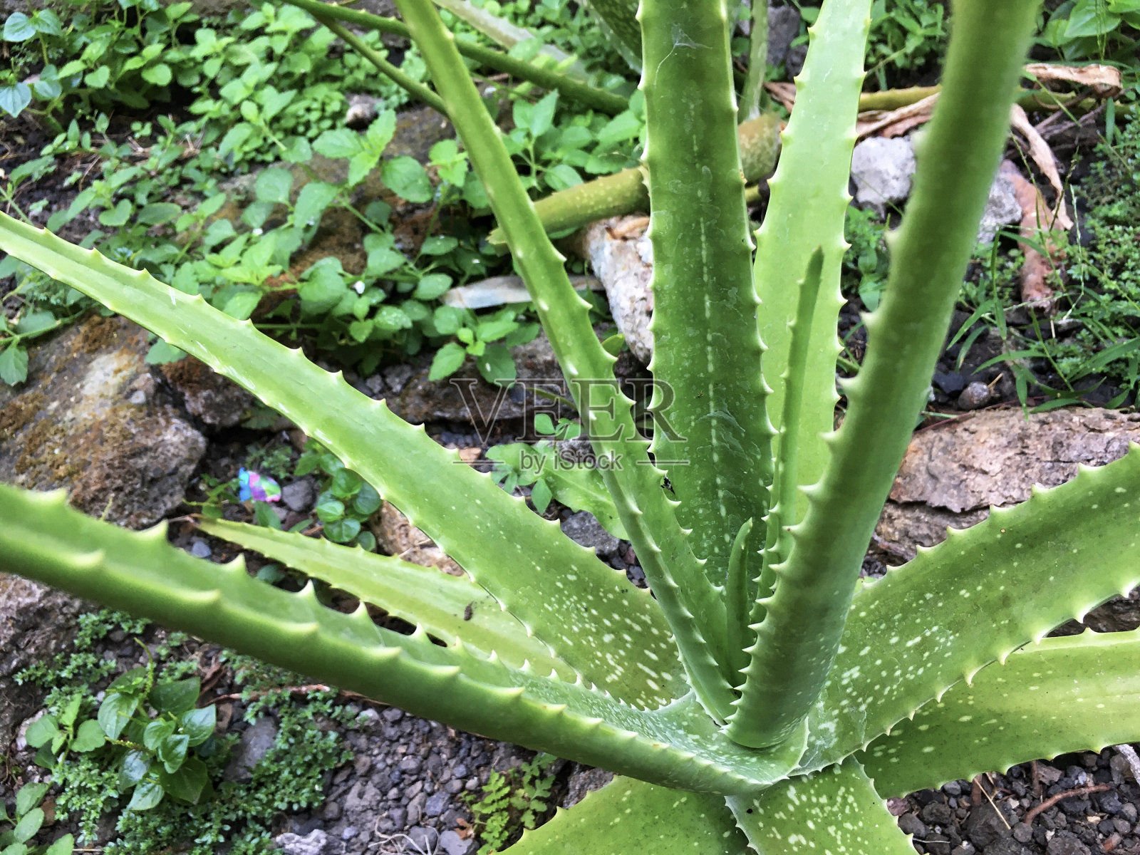 家庭花园里的芦荟植物照片摄影图片