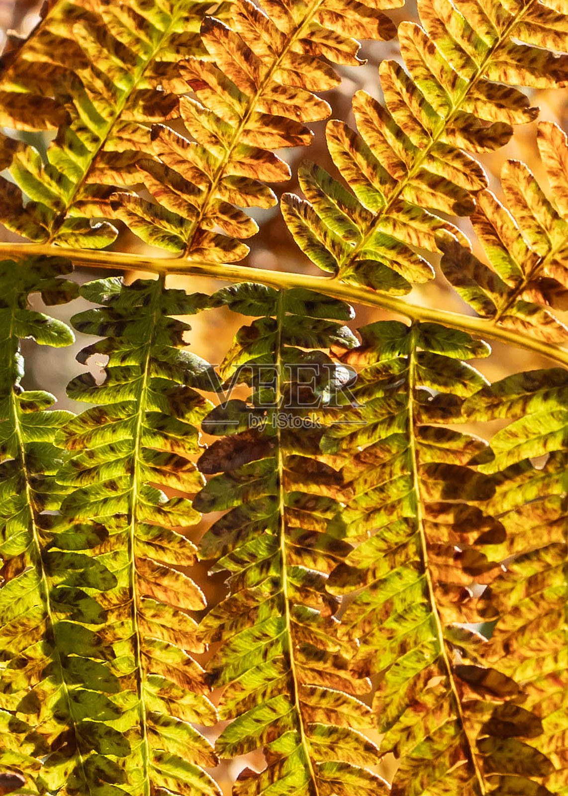 秋天颜色的蕨类叶子照片摄影图片