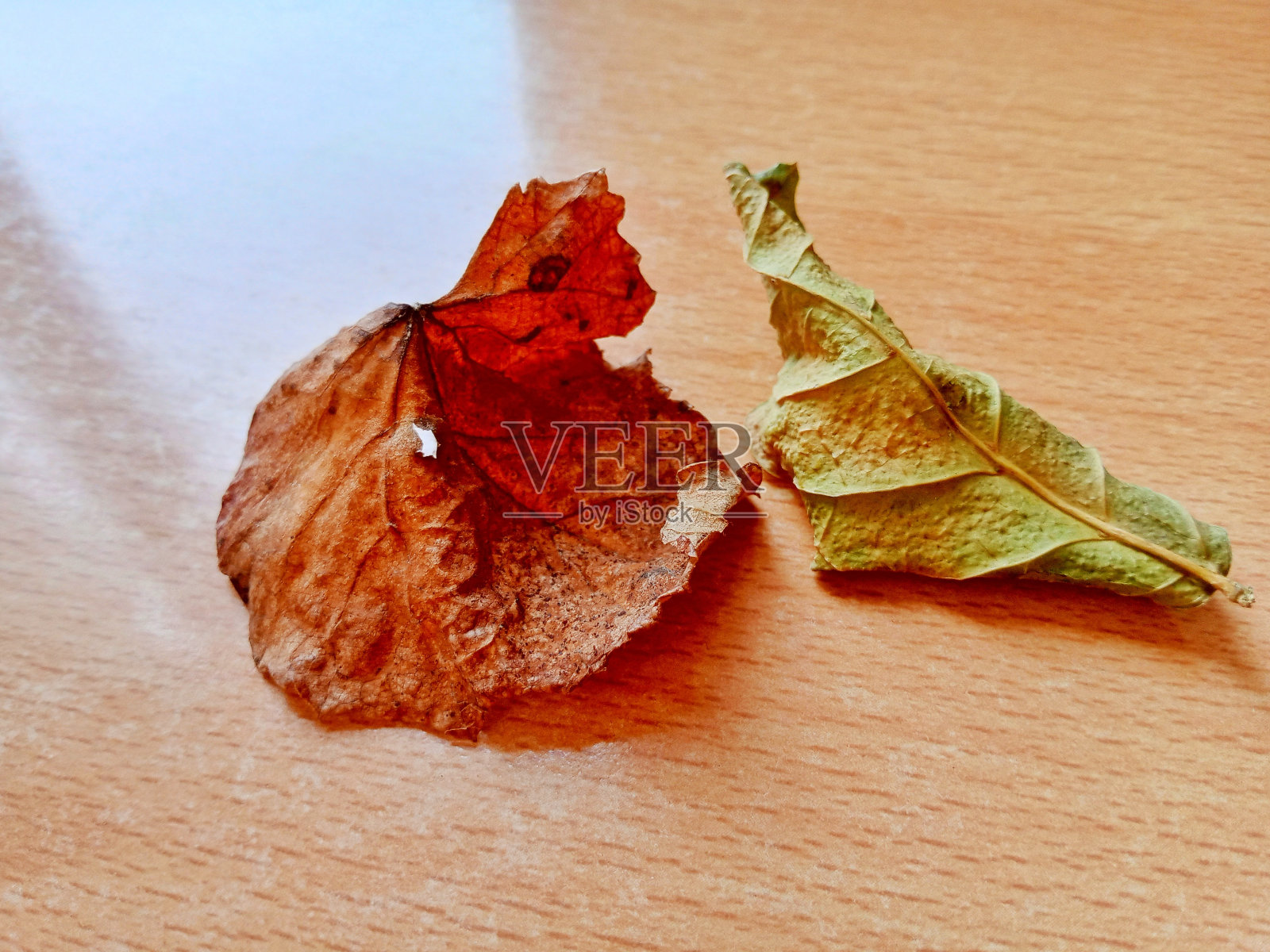 桌子上有两片干叶子照片摄影图片