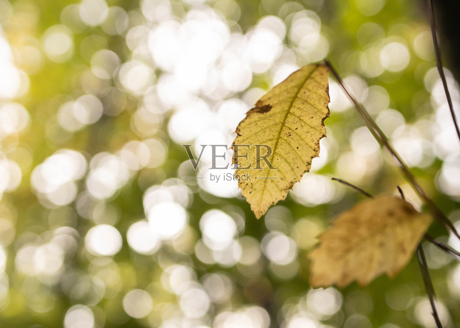 树叶上的树与散景背景照片摄影图片