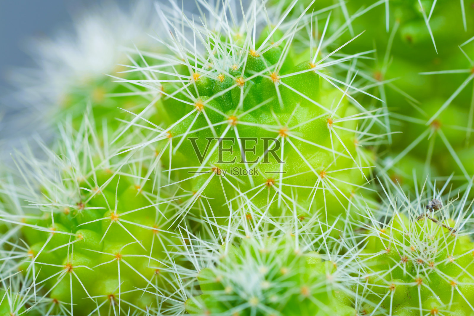 仙人掌植物顶部的微距照片照片摄影图片