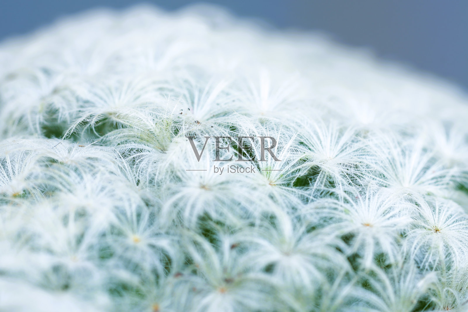 仙人掌植物白色毛发的微距照片照片摄影图片