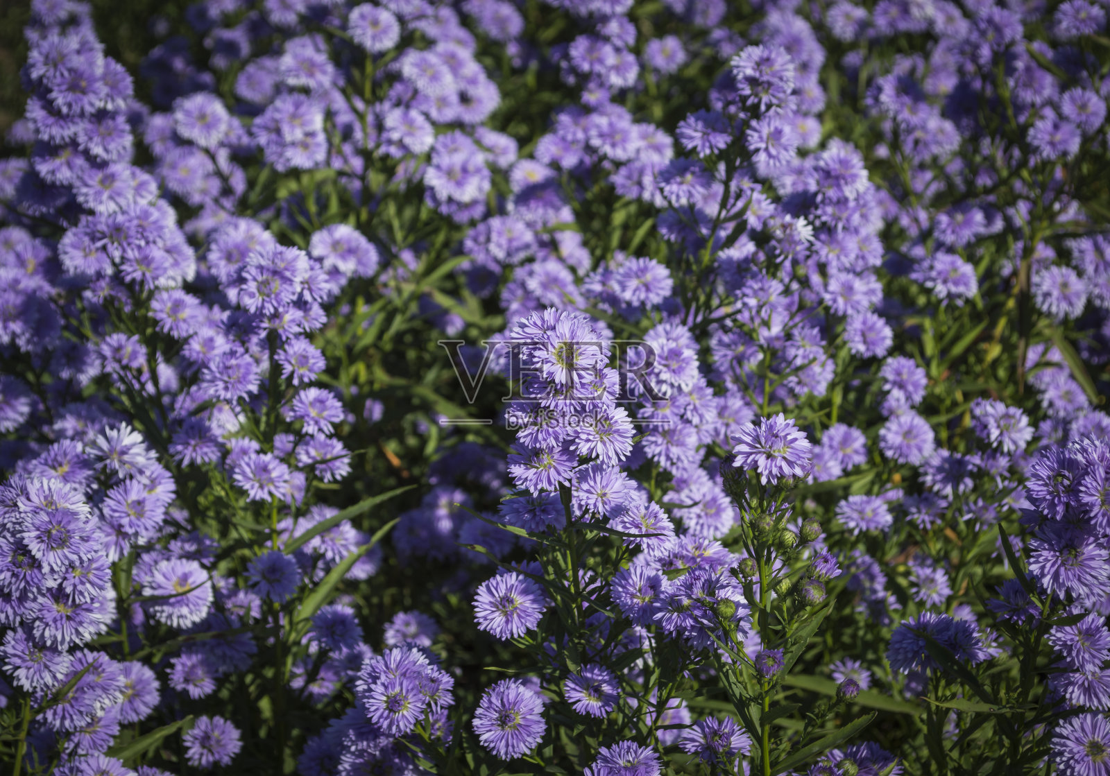 阳光下鲜艳的紫色纸花照片摄影图片