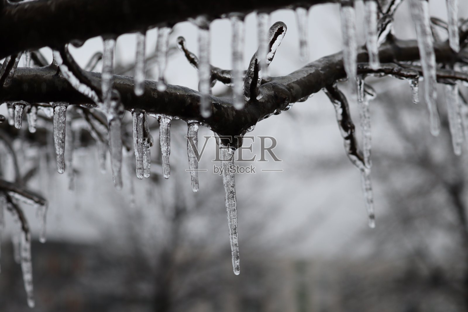 冰暴期间树上的冰柱照片摄影图片