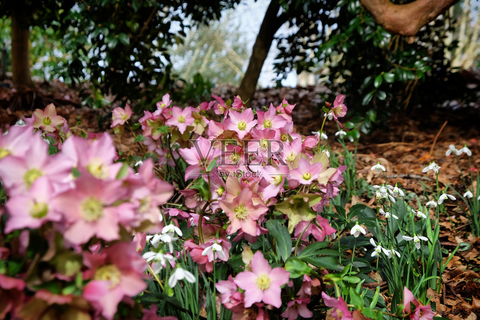 粉红色海棠，'海棠杂交种'或大月季，开花照片摄影图片