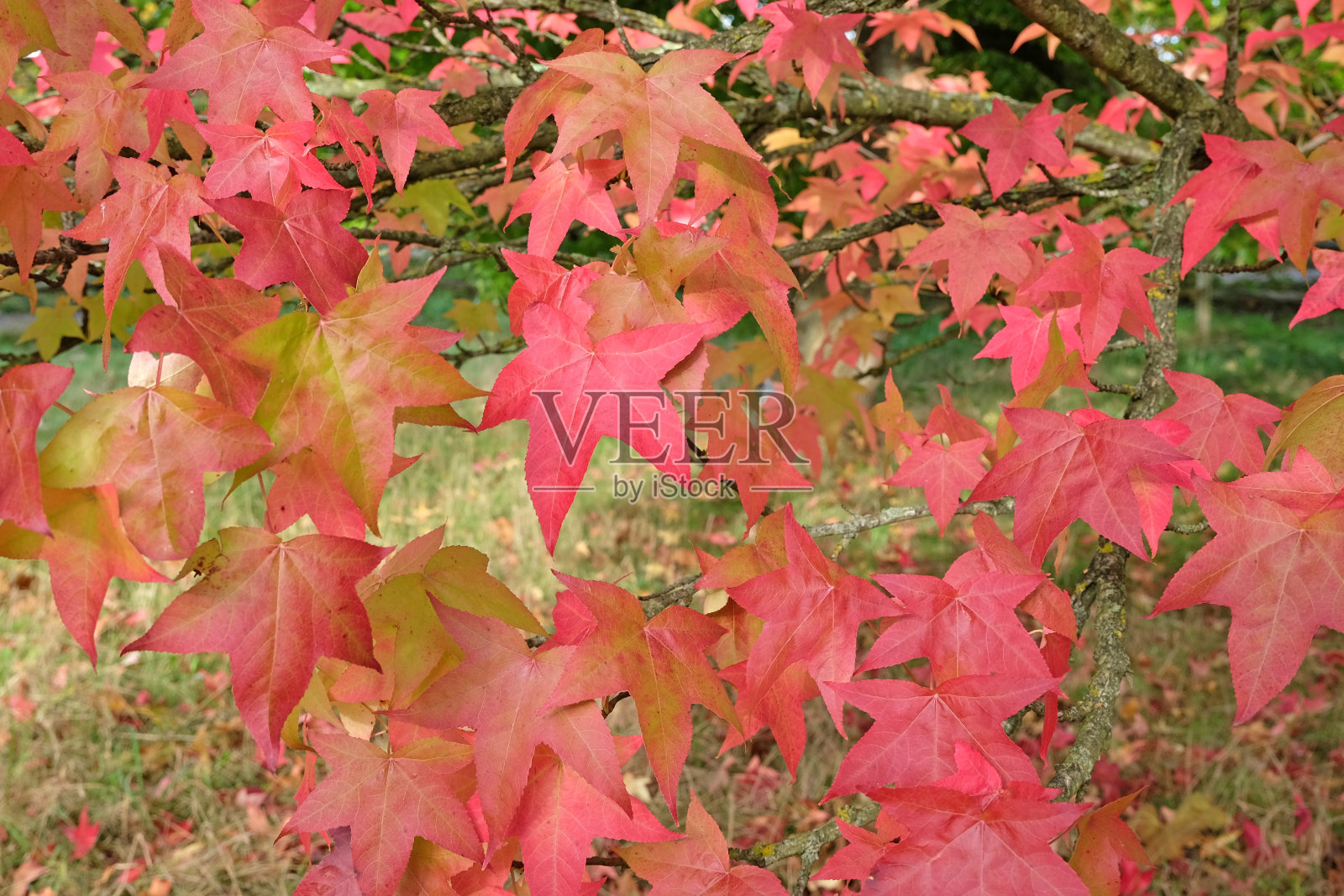 秋天的红橙叶子，也被称为甜桉树、液体琥珀或美洲琥珀。照片摄影图片