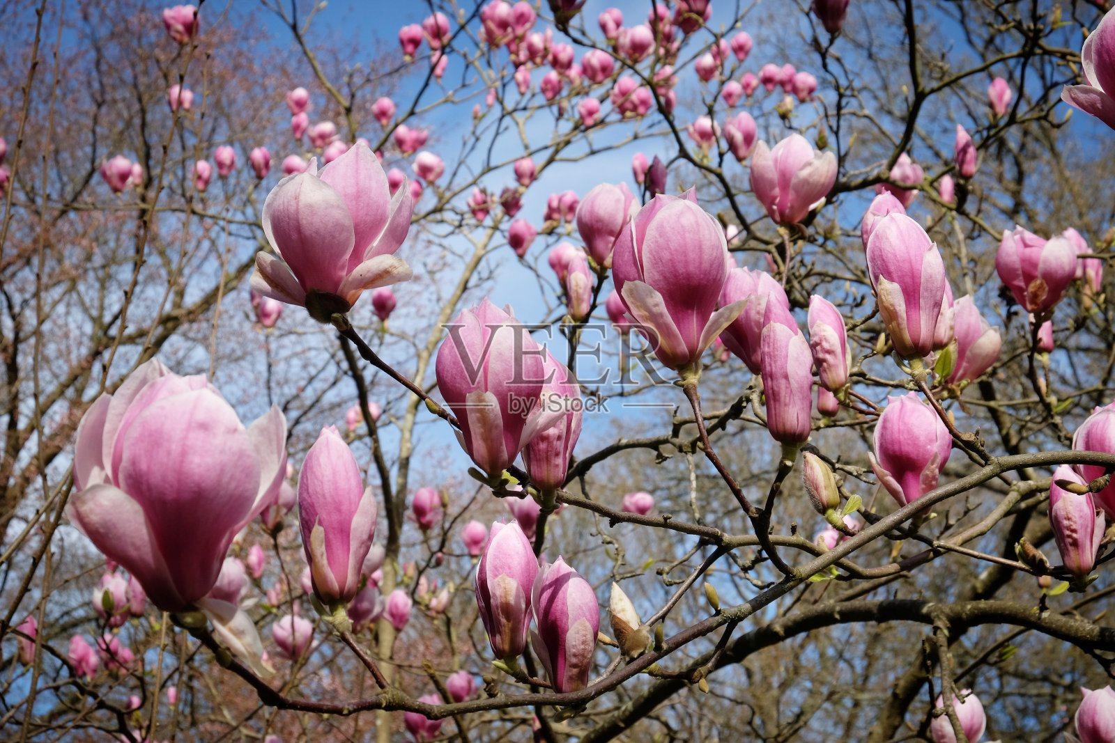 粉红色碟玉兰或白玉兰花蕾在阳光下开始开花，初春照片摄影图片
