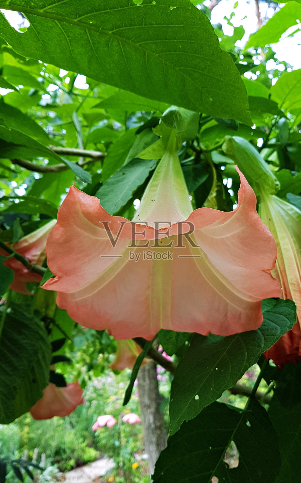 美丽娇嫩的粉红色的布鲁格曼花生长在花园里，使人们感到高兴照片摄影图片