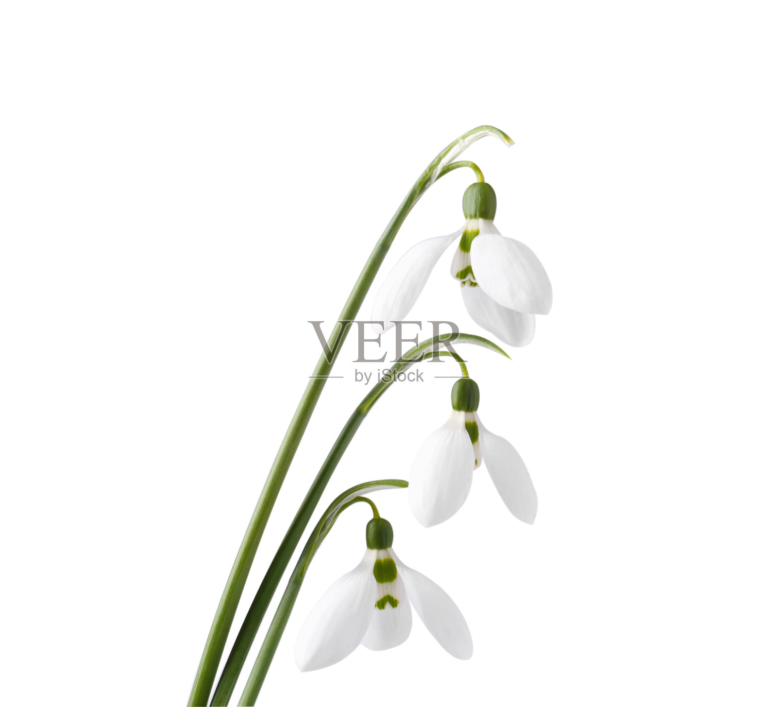 美丽的雪花莲孤立在白色。春天的花朵照片摄影图片