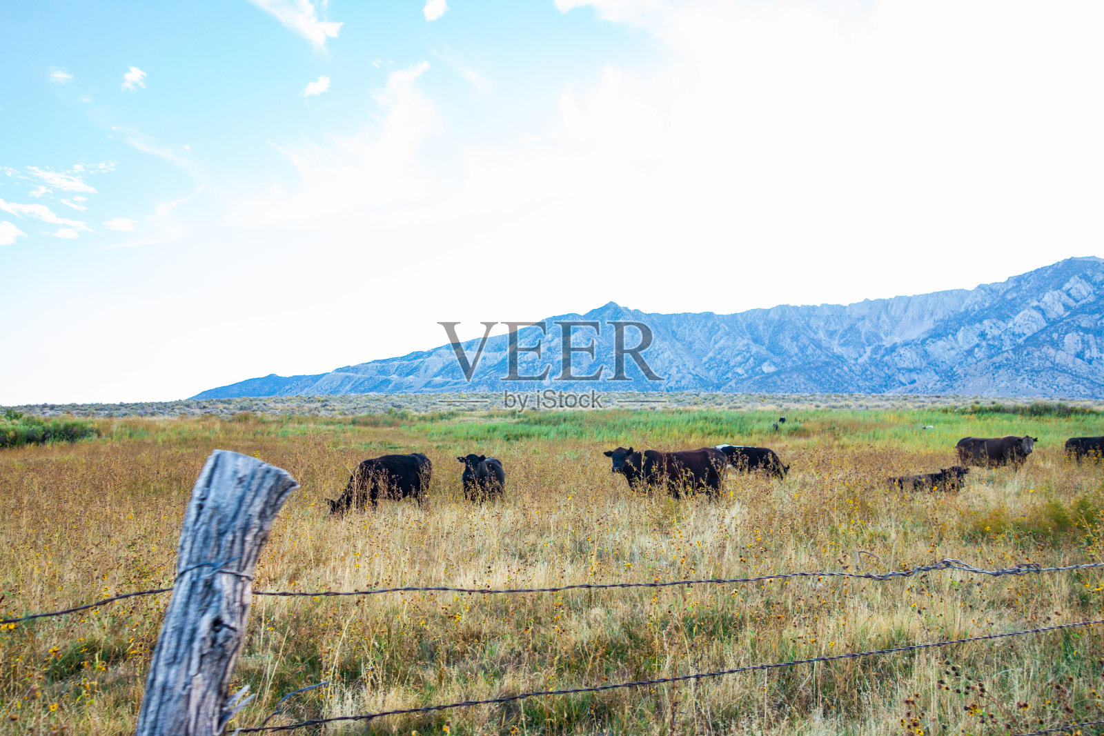 东内华达山脉的奶牛照片摄影图片