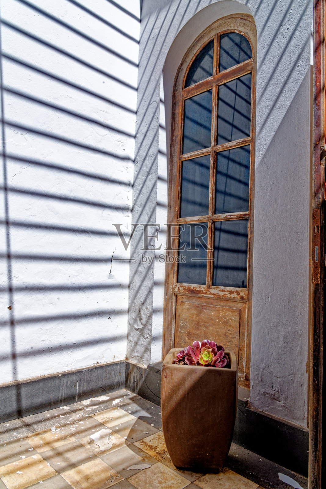 Aeonium tree pot - Aeonium arboreum - Canary Islands, Fuerteventura, Spain照片摄影图片