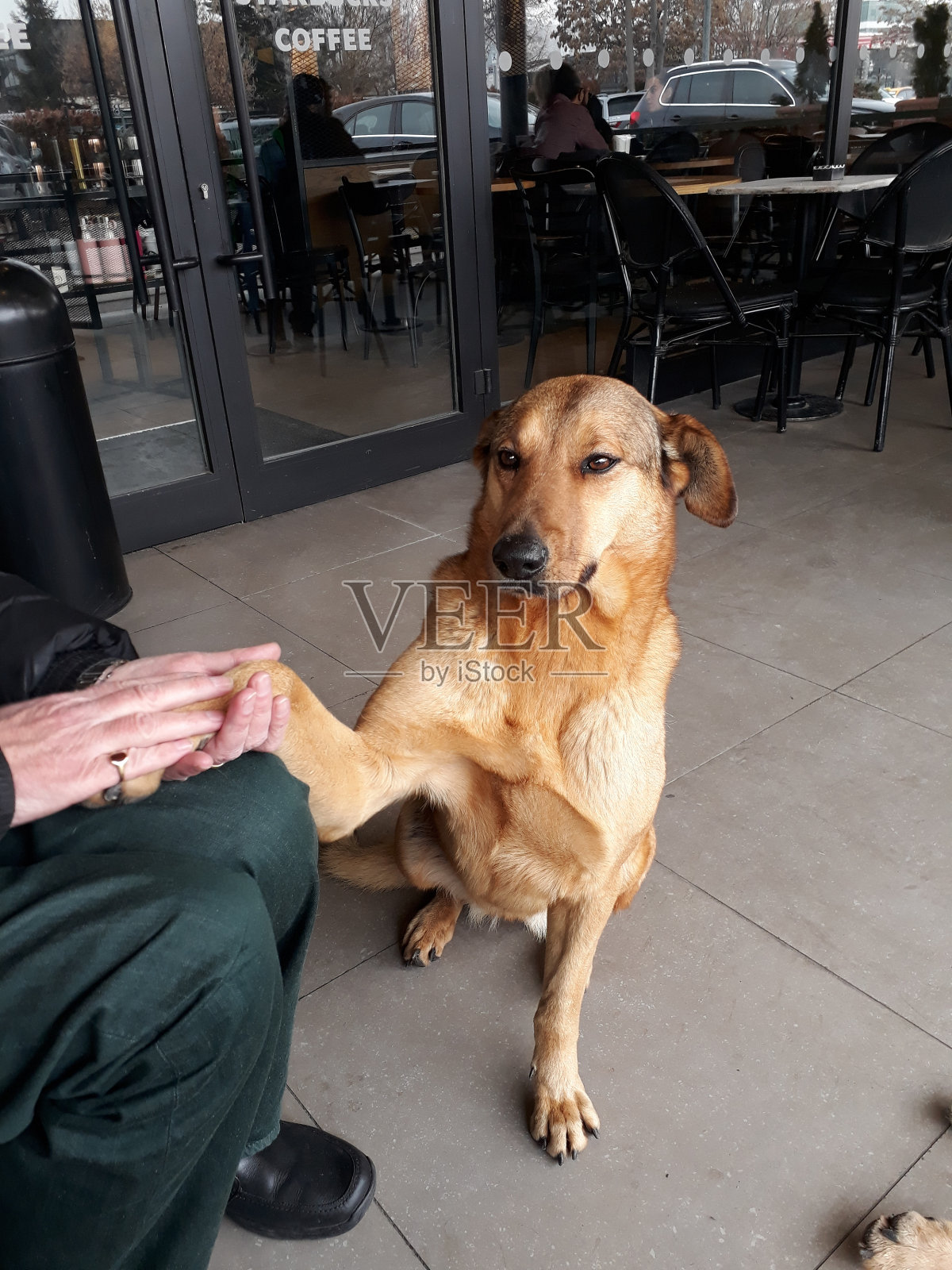 流浪狗帮助一个坐着的人照片摄影图片