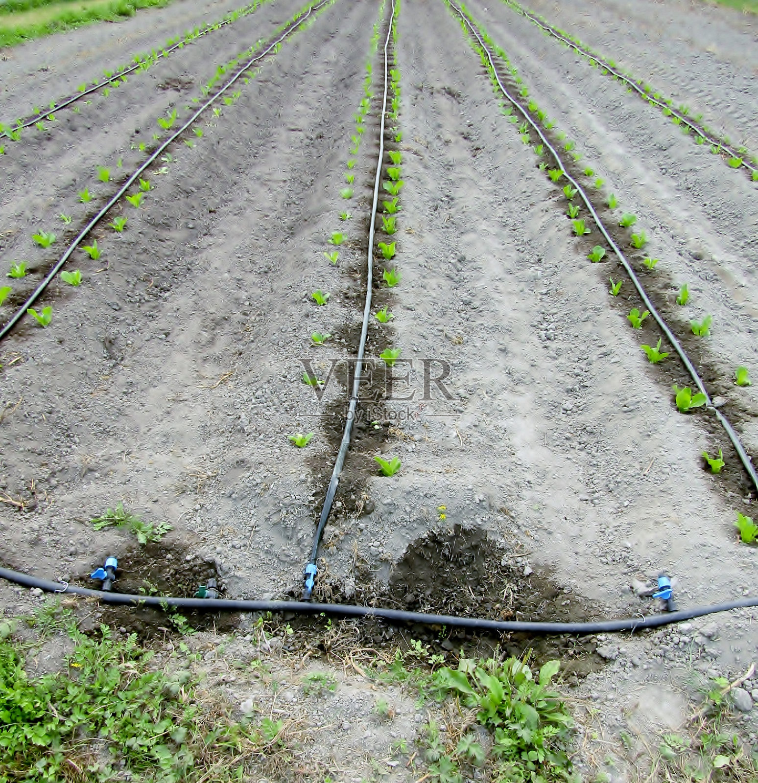 农田上的灌溉管和滴管照片摄影图片