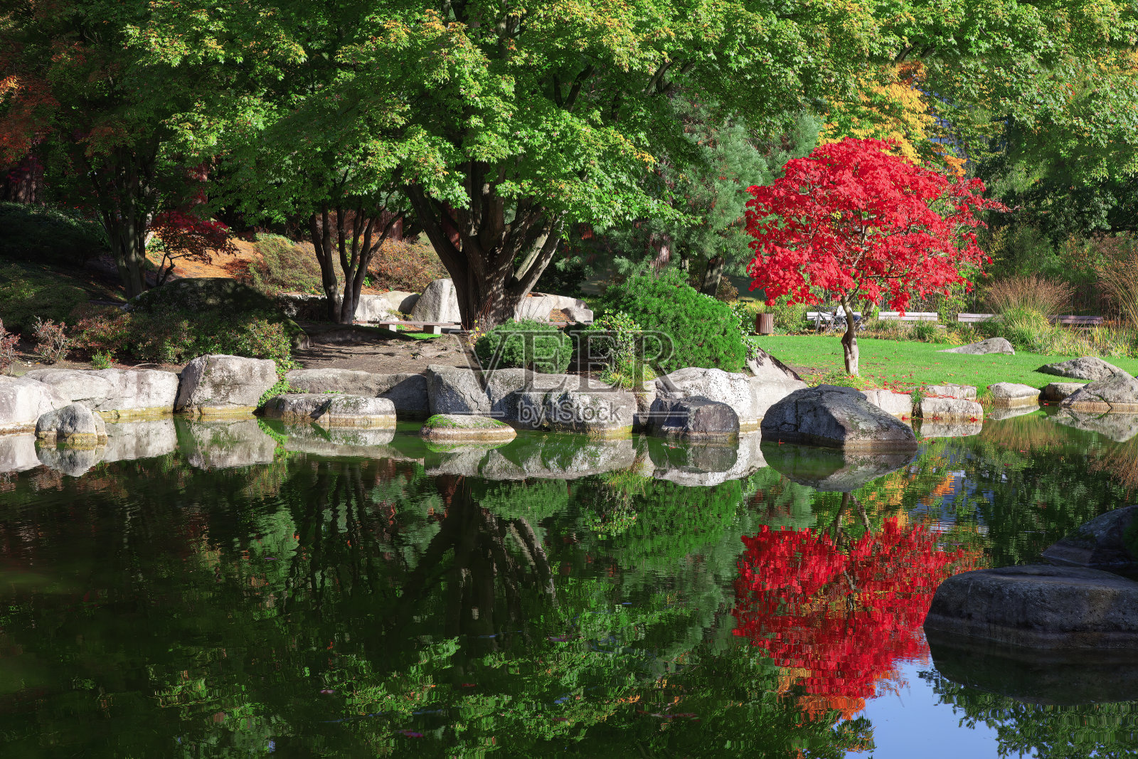 有池塘和红树的植物园照片摄影图片