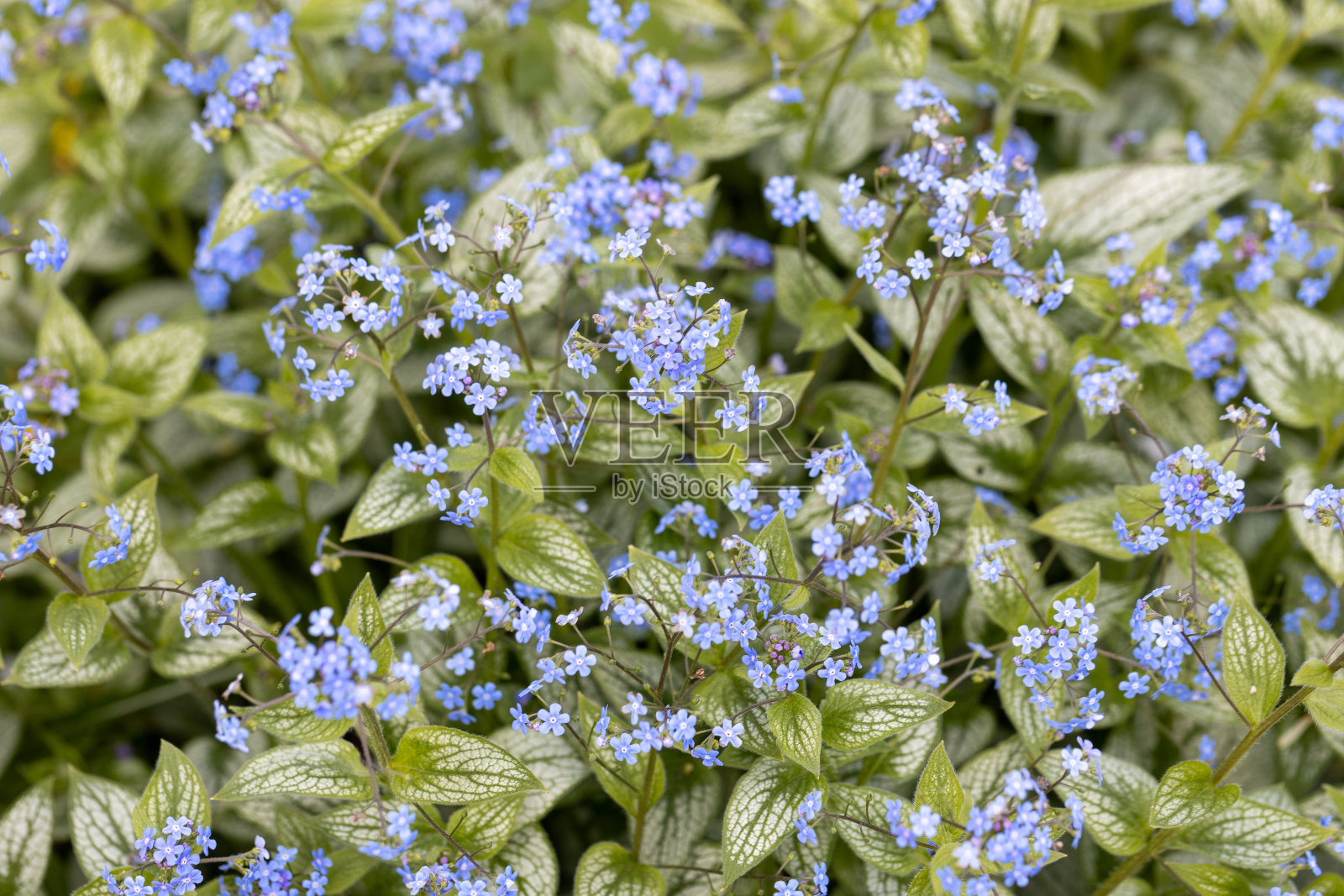 阳光照耀下花园里的蓝色布鲁纳花照片摄影图片