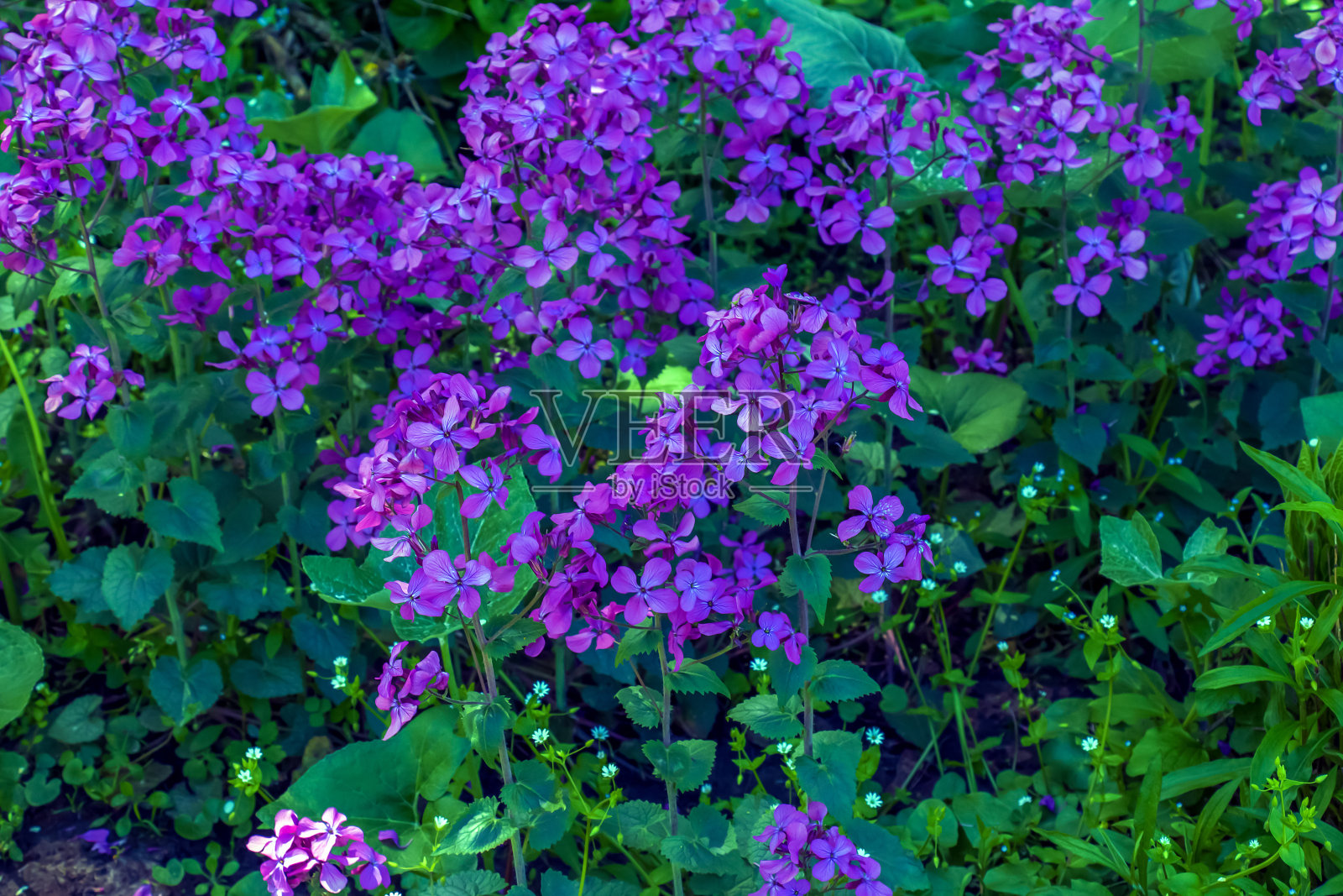 紫罗兰或夏紫罗兰，十字花科多年生或二年生草本植物。紫色gillillflower Hesperis matronalis特写。照片摄影图片