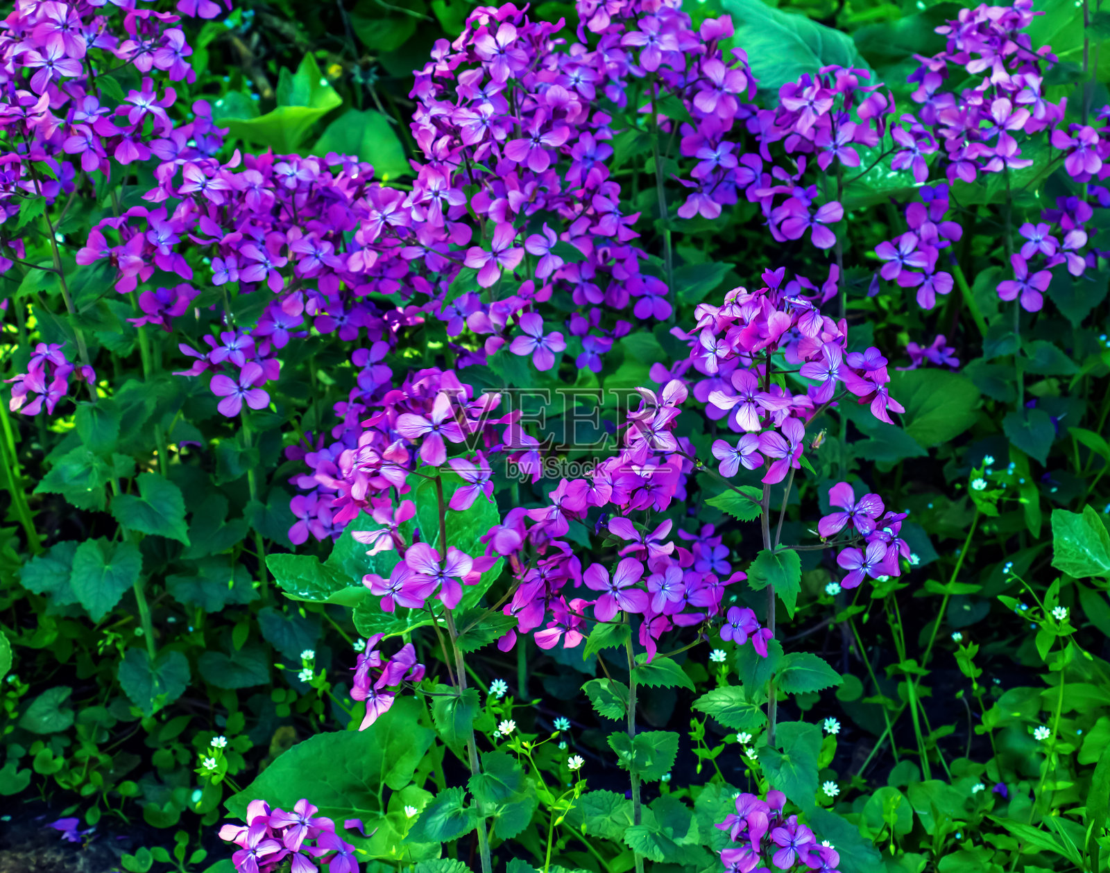 紫罗兰或夏紫罗兰，十字花科多年生或二年生草本植物。紫色gillillflower Hesperis matronalis特写。照片摄影图片