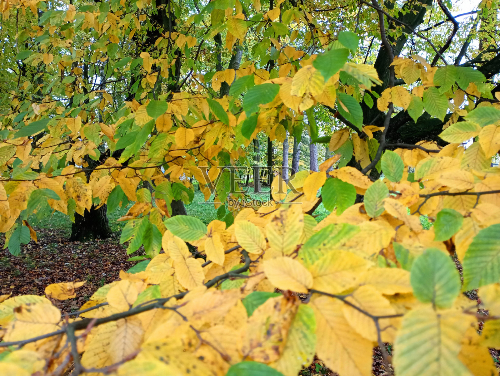 秋天的纹理角梁黄和绿叶在公园角梁上。这张照片以公园里生长的树木为背景，展示了带有黄绿叶的树枝。照片摄影图片