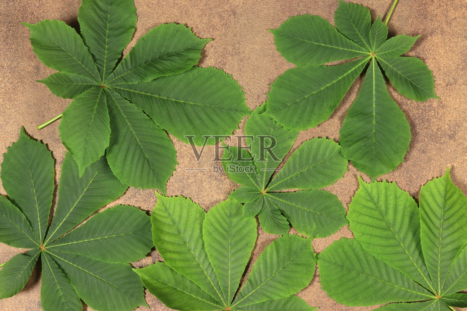 一套绿色的七叶树叶子。照片摄影图片