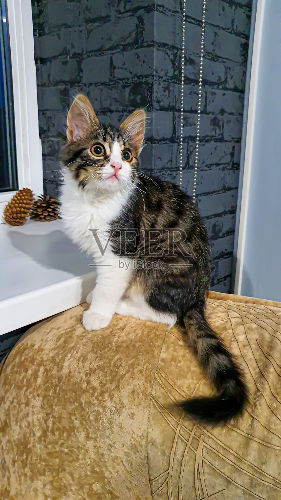 灰色毛茸茸的家猫，黄绿色的眼睛。宠物。照片摄影图片