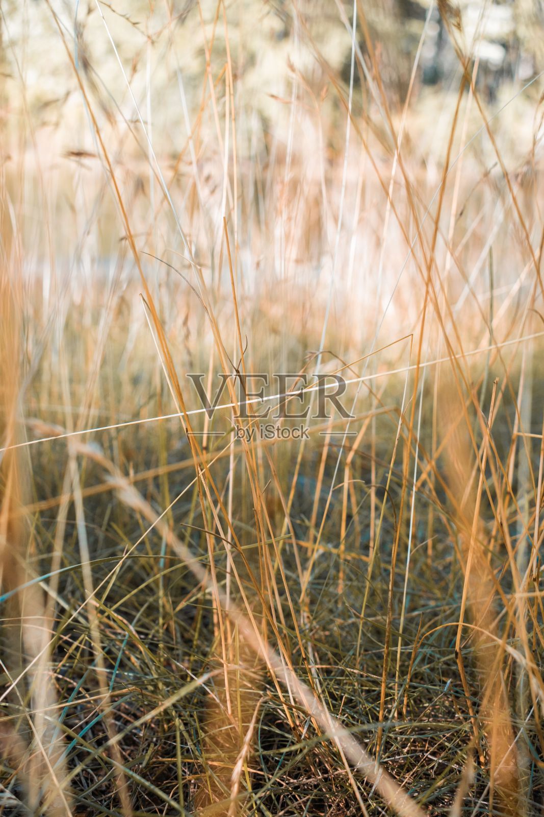 这只小动物正穿过森林里高高的草丛照片摄影图片