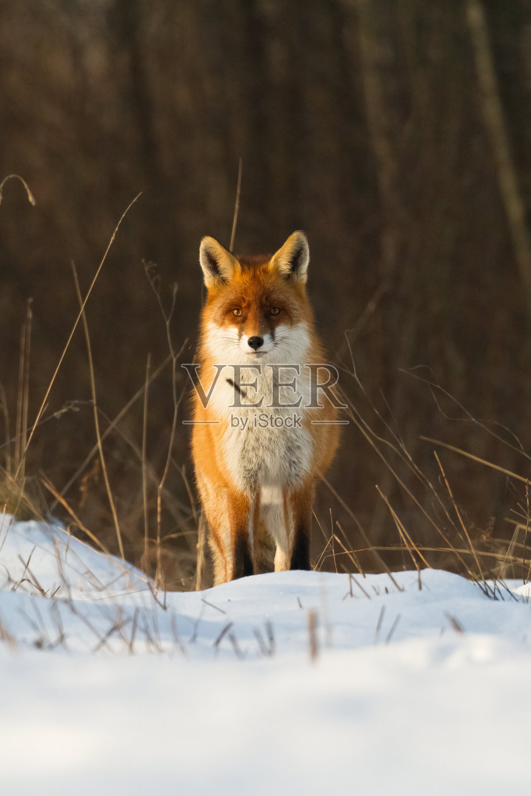 红狐秃鹫在草地上的风景，波兰欧洲，动物在草地间行走照片摄影图片