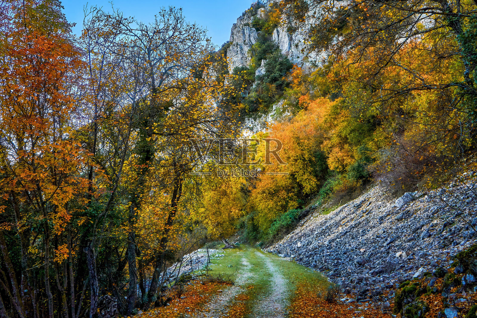 Font Roja自然公园。秋天的森林景观。秋叶的景色。在阿尔科伊，阿利坎特，瓦伦西亚社区，西班牙。照片摄影图片