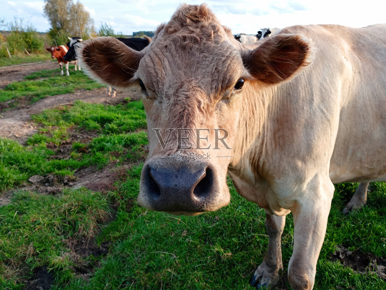 一头灰色的无角奶牛直视镜头。日落时牧场上的一群牛。畜牧业和农业主题。照片摄影图片