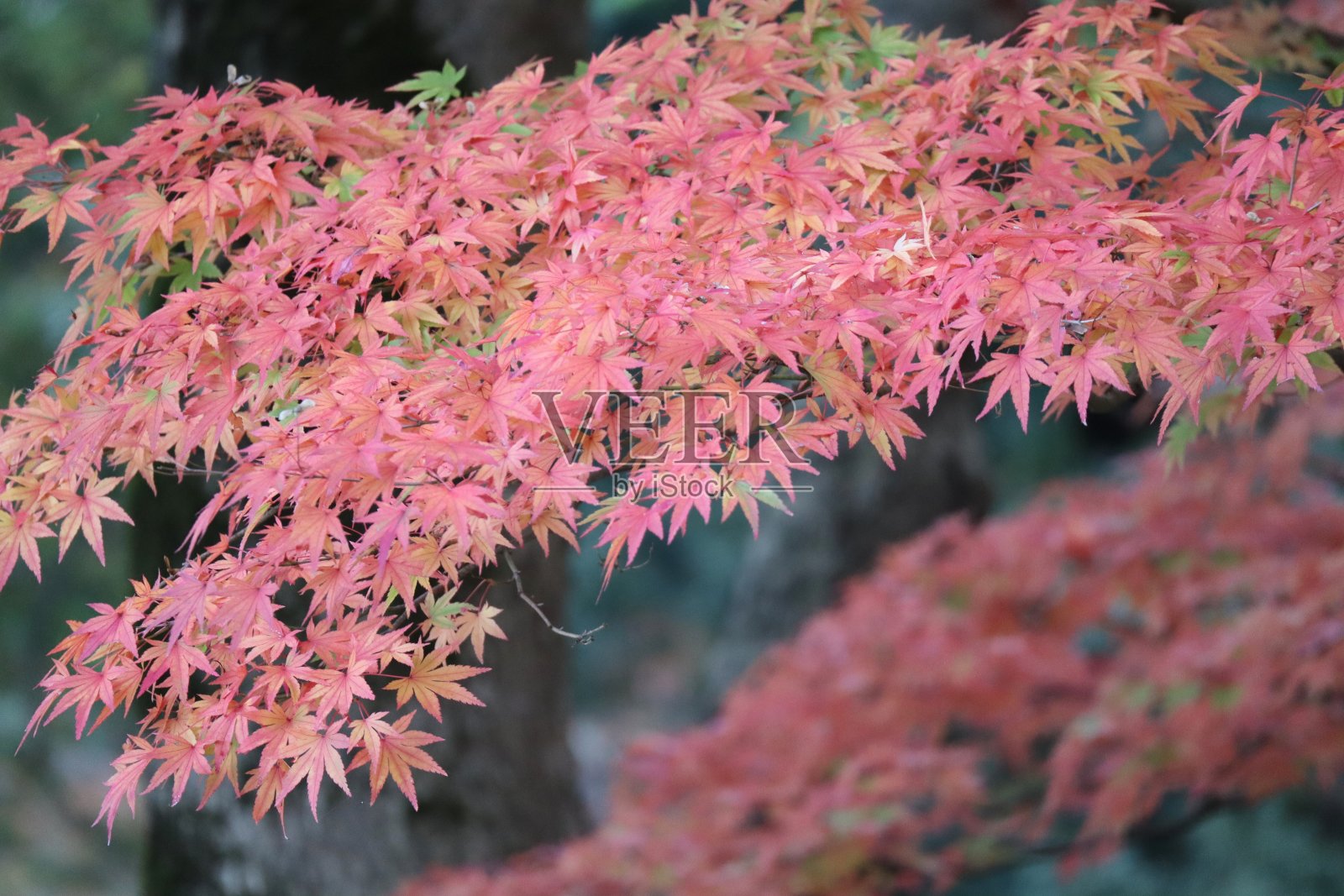 日本美丽的秋叶景色照片摄影图片