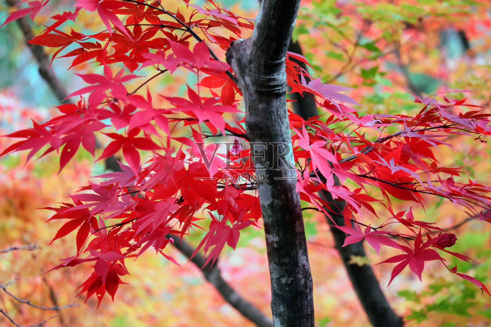 日本美丽的秋叶景色照片摄影图片