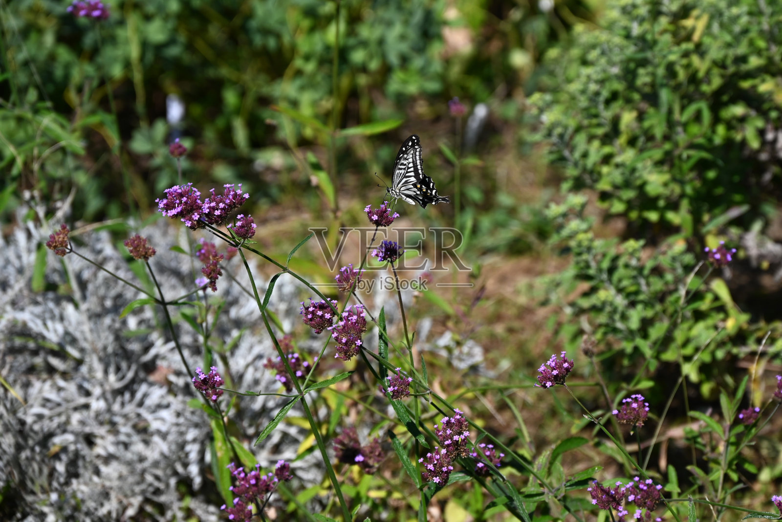 一株凤蝶。鳞翅目蝶科蝴蝶。照片摄影图片