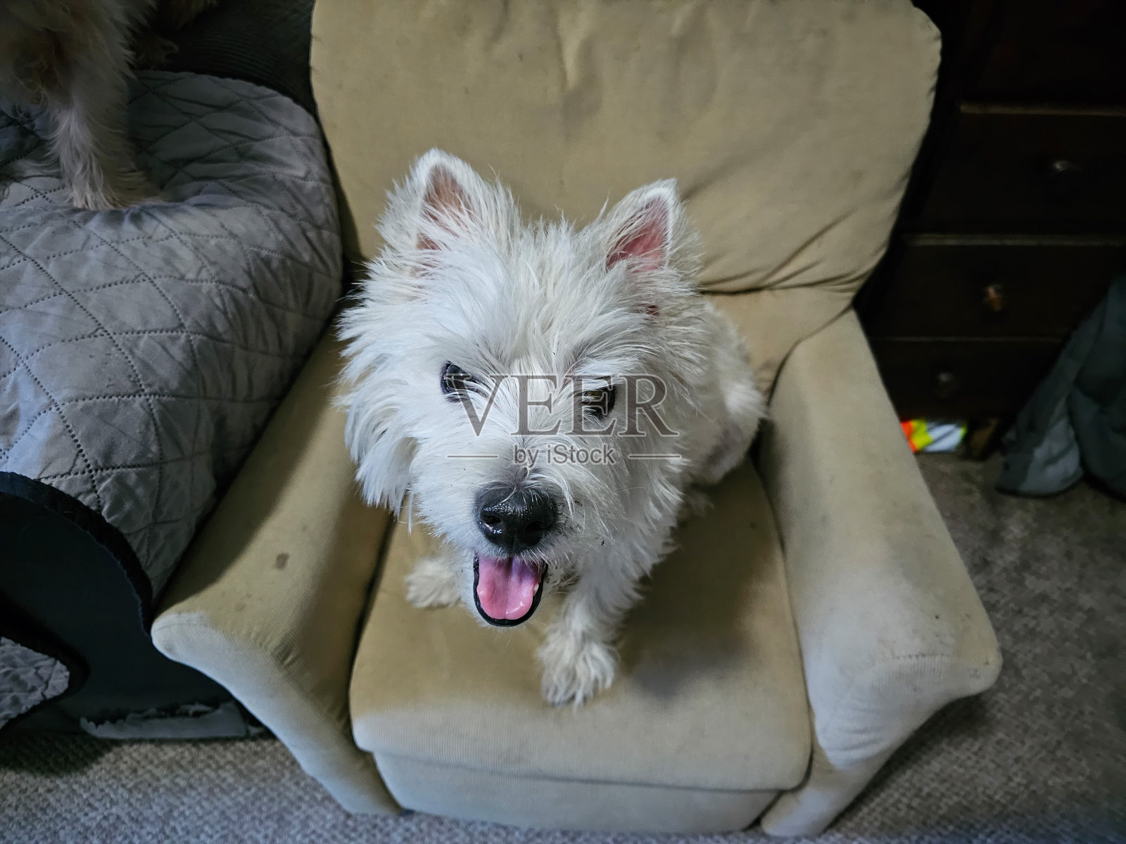 椅子上的快乐狗照片摄影图片