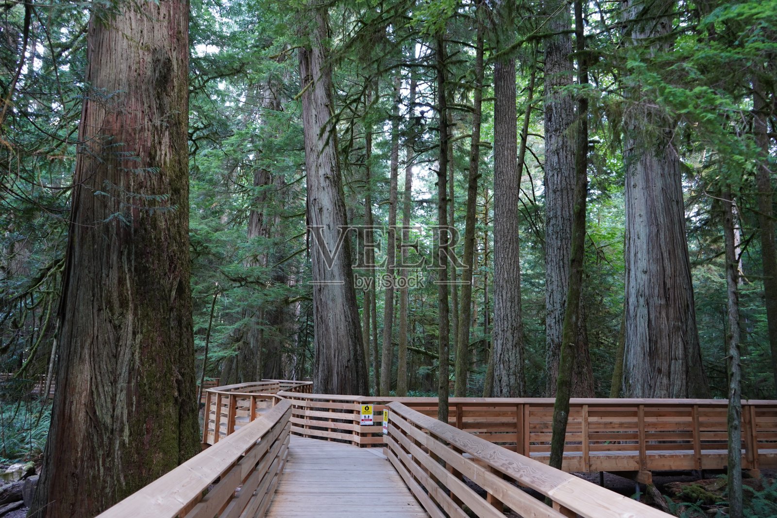 不列颠哥伦比亚省森林照片摄影图片